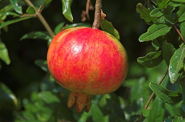Image showing ripe pomegranate
