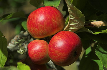 Image showing three red apples in the apple tree