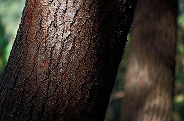 Image showing pine tree trunk