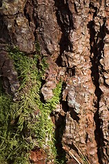 Image showing pine tree peel