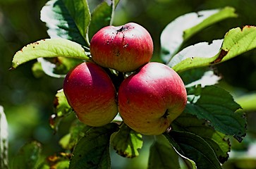 Image showing three red apples in the apple tree