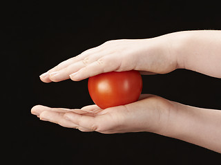 Image showing Tomatoe sandwiched between childs hands