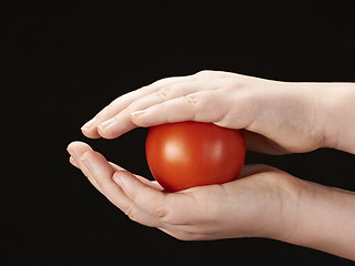 Image showing Tomatoe sandwiched between childs hands