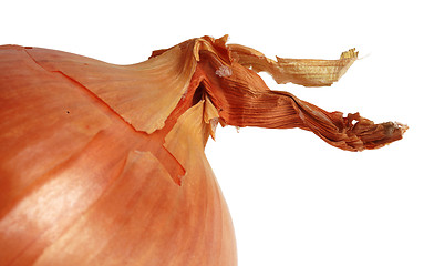 Image showing Onion detail