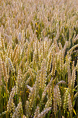 Image showing ripe wheat field closeup agricultural background 