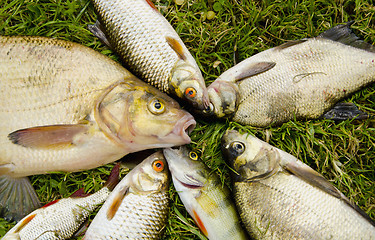 Image showing White fish catch on grass. Bream roach perch 