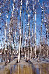 Image showing Melting snow ice spring birch forest tree trunk sky 