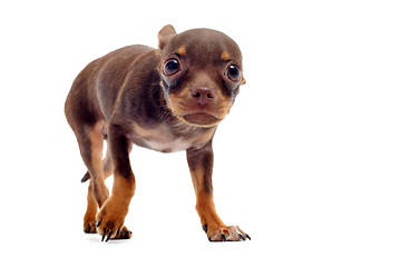 Image showing puppy chihuahua afraid