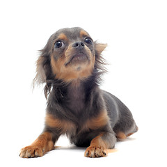 Image showing puppy chihuahua