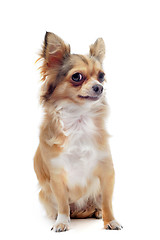 Image showing chihuahua