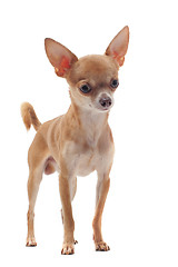 Image showing short hair chihuahua