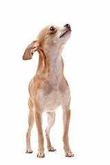 Image showing short hair chihuahua