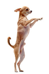 Image showing chihuahua upright