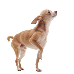 Image showing short hair chihuahua