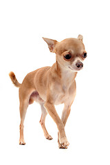 Image showing puppy chihuahua