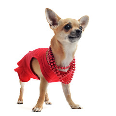 Image showing chihuahua with clothes