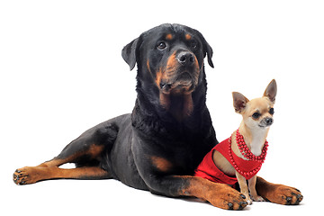 Image showing rottweiler and chihuahua