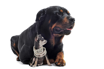 Image showing rottweiler and puppy chihuahua