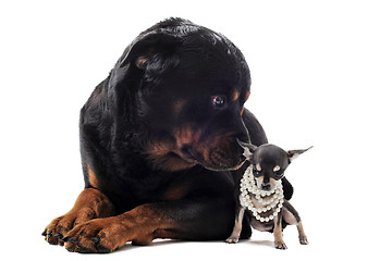 Image showing chihuahua  and rottweiler