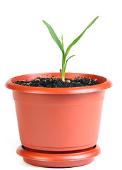 Image showing Little sprout in the flowerpot