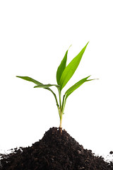 Image showing Little green sprout in a soil