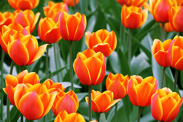 Image showing Some tulips