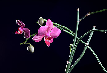 Image showing Orchid flower with bud at the branch