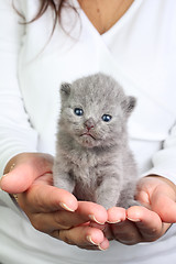 Image showing Little kitten in the hands