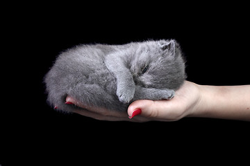 Image showing Little kitten in the hand