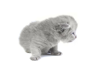Image showing Little kitten