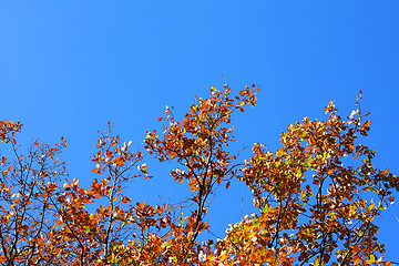 Image showing Yellow leafs on an oak and clear blue sky