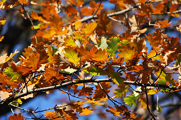 Image showing Colored oak leafs on a tree