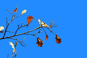 Image showing Some oak leafs on tree on a blue sky background