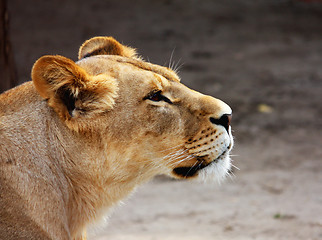 Image showing Lion's portrait