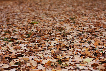 Image showing A lot of oak's leafs