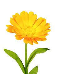 Image showing One orange flower of calendula