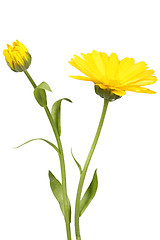 Image showing Yellow flower and bud of calendula