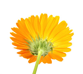 Image showing Back-side of orange flower isolated