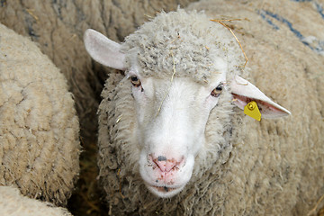 Image showing Sheep