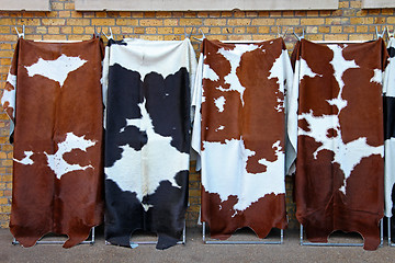 Image showing Cowhide