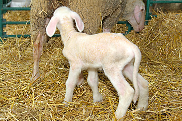 Image showing Lamb and ewe