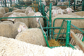 Image showing Sheep farm