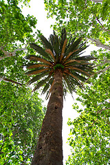 Image showing Palm
