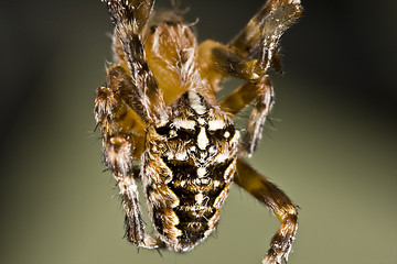 Image showing hanging spider
