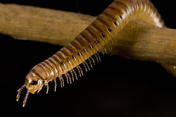 Image showing centipede