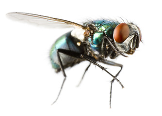 Image showing flying house fly in extreme close up
