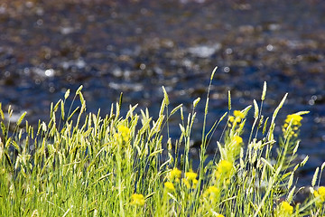 Image showing Bushes by the River in Helena Montana