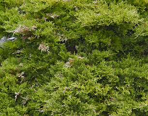 Image showing thuja foliage