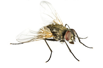 Image showing horse fly in close up