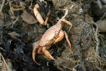 Image showing Dead Crab on Beach